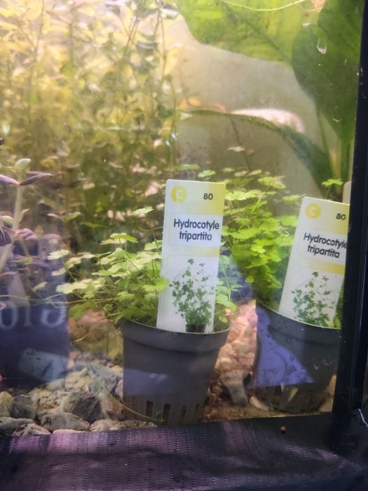 Plantas aquário apartir de 2,50€