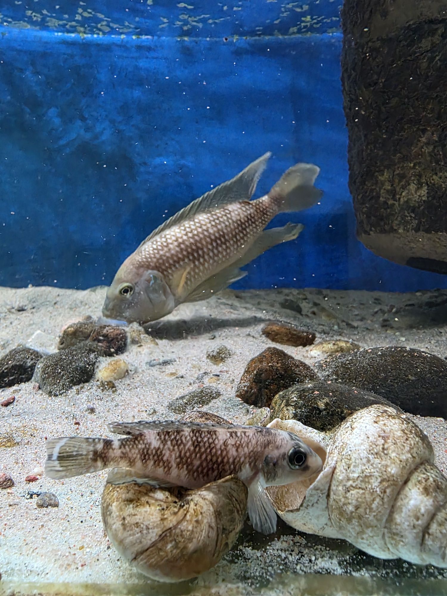 muszlowce Lamprologus Callipterus 'Sibwesa' tanganika