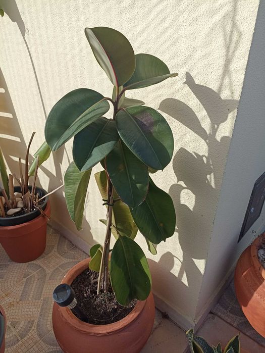 Plantas verdes ornamentais de interior e exterior