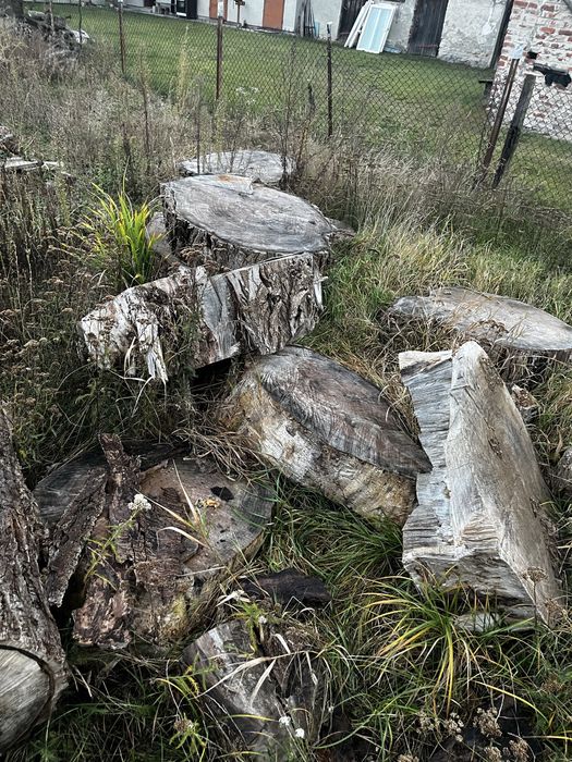 Drzewo za darmo sierzba