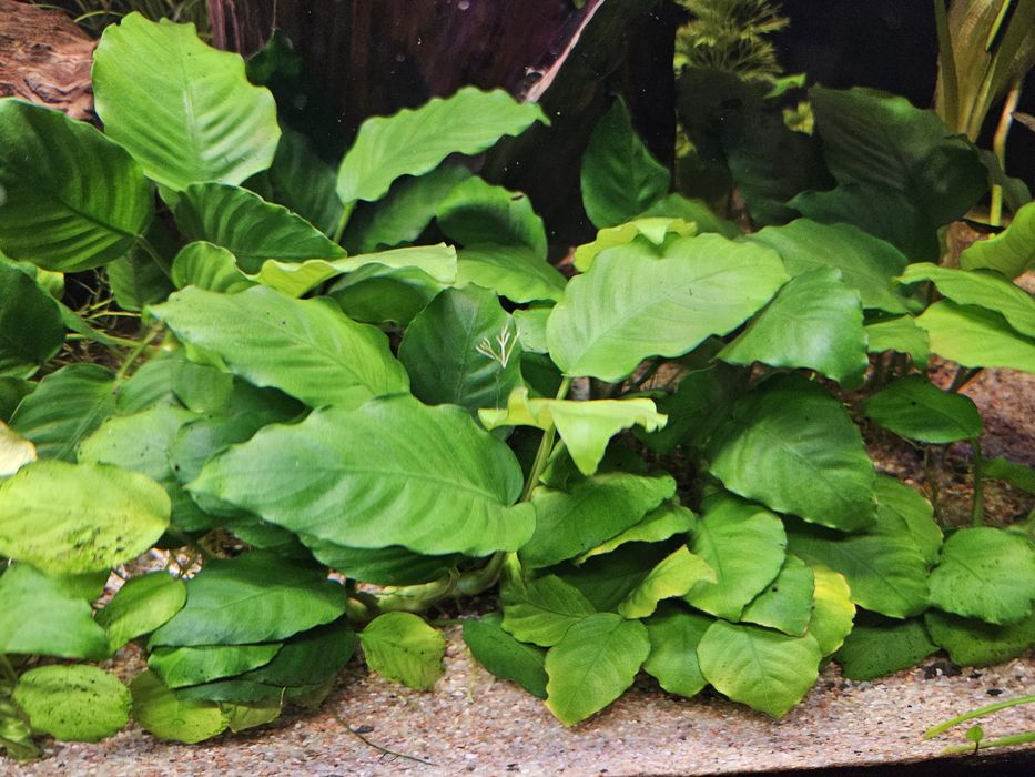 Anubias rośliny akwariowe