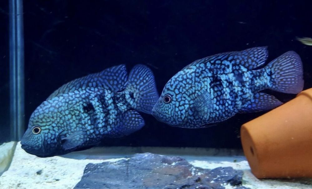 Цихлазома Джэк Демпси Биоцелатум Американские Цихлиды