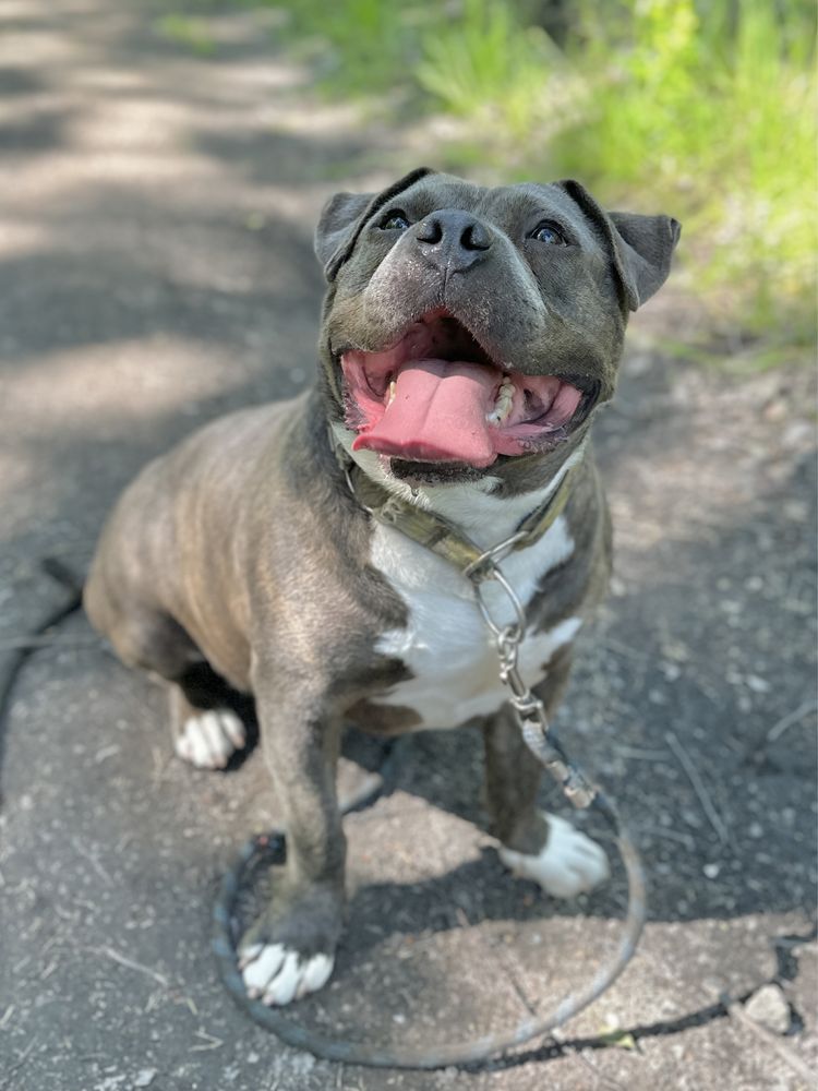 Śliniak American Bully