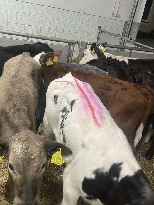 Sprzedam cielaki transport  cała Polska Wocławek