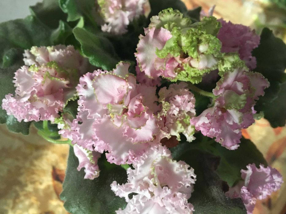 Продам фиалку Irish Cream