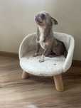 Chihuahua liliowy reproduktor