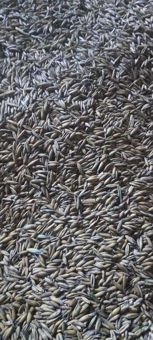 Owies zwykły żółty Rambo