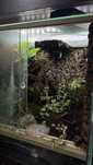Terrarium+ gekon orzesiony
