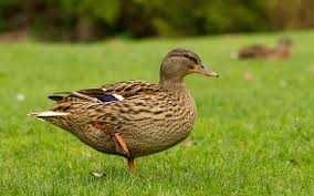 Vendo fêmeas de Pato Real com 6 meses de idade.