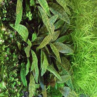 Cryptocoryne Purpurea