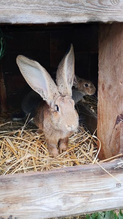 Sprzedam młode samice