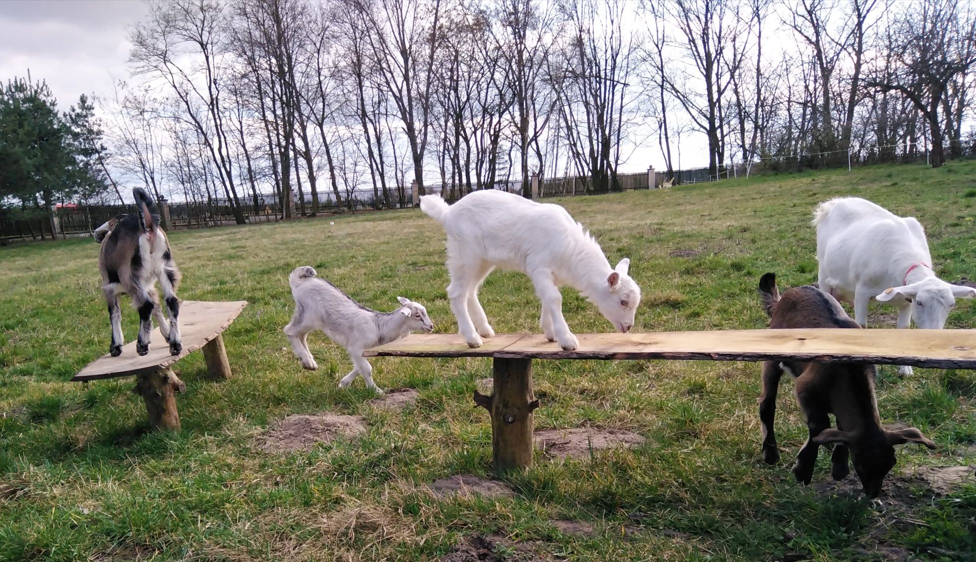 Kózki i Koziołki-mix Saan(matki) i Anglonubijski (ojciec)