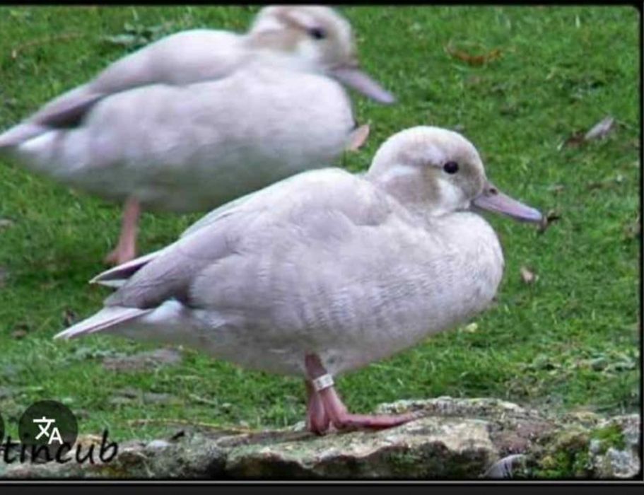 Disponivel casais de ring teal Azul