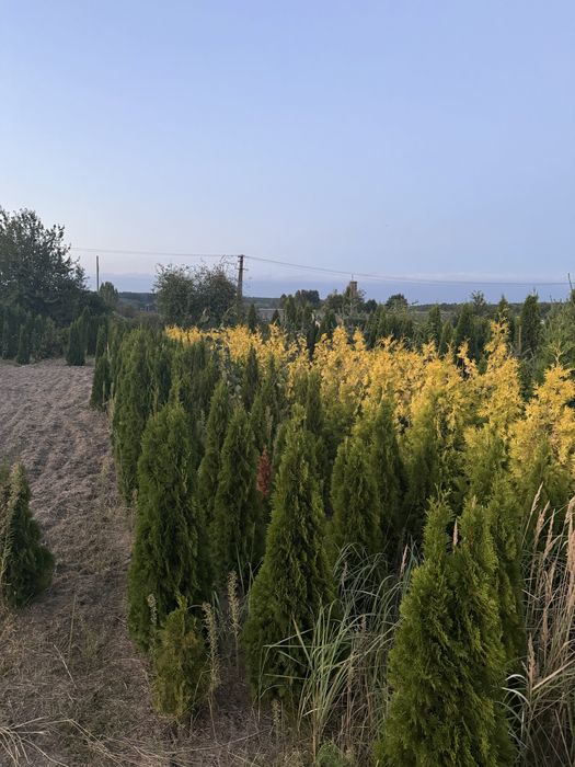 Thuja Likwidacja szkółki drzew i krzewów ozdobnych! Okazyjne ceny!