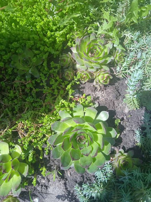 Каменная Роза.Суккулент.Молодило.Очиток.