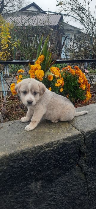 Цуцинята Лабладора