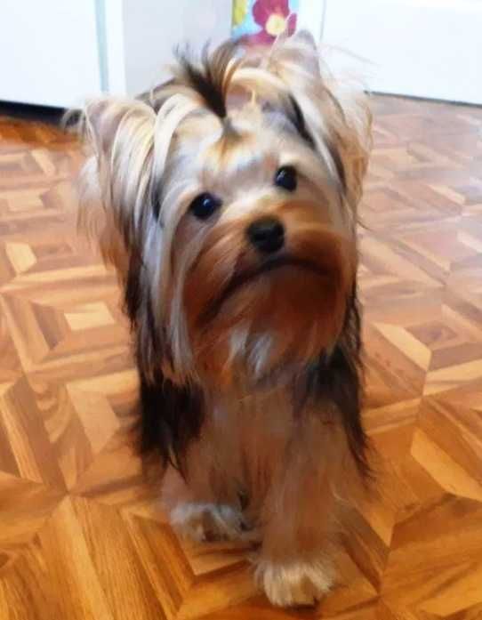 Йоркширский терьер, девочка-подросток