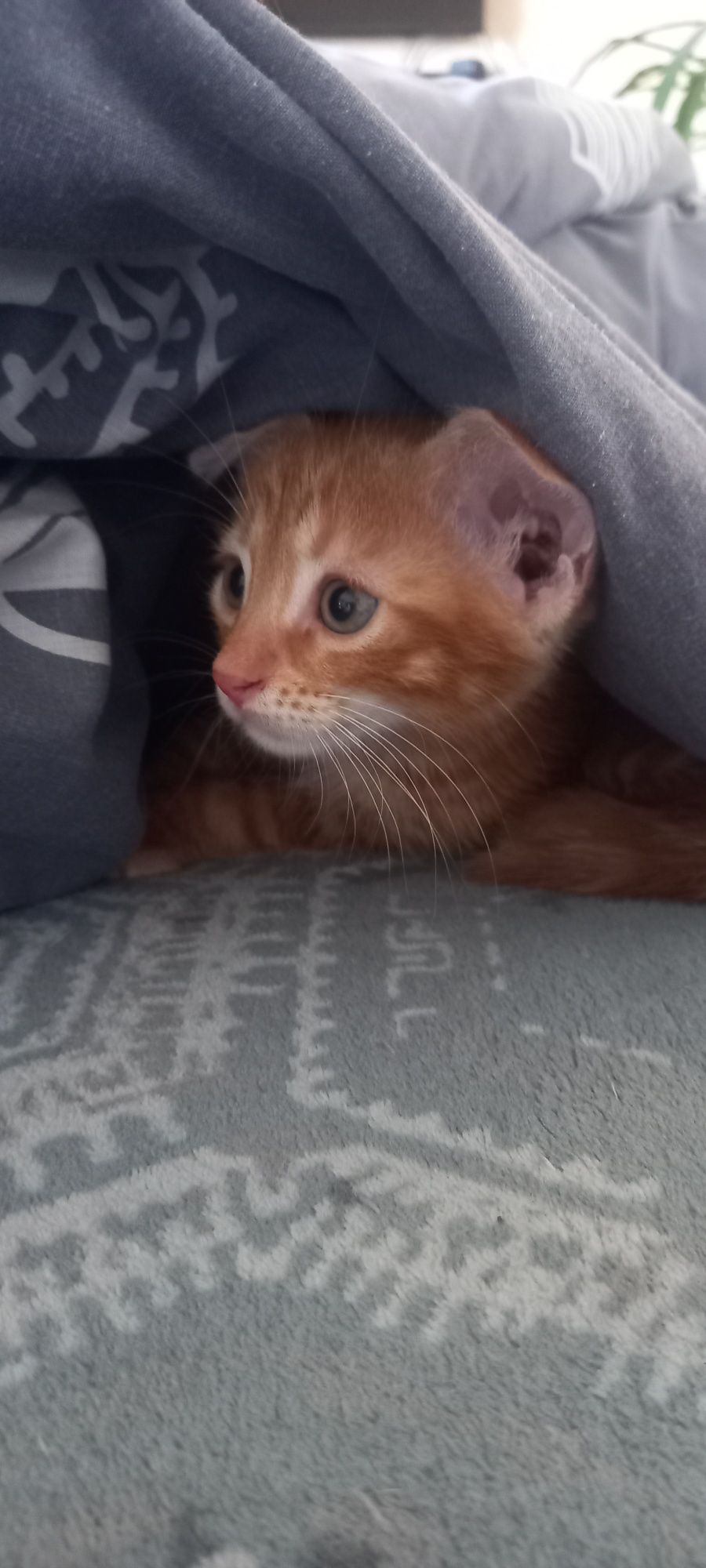 Котик в добрі руки.