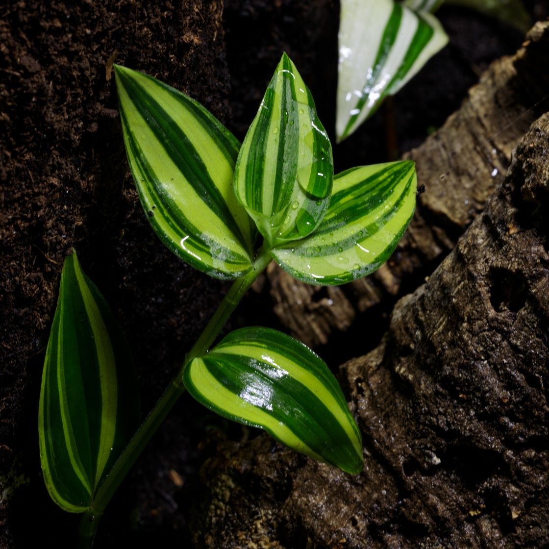 Terrarium tropikalne 40x40x60