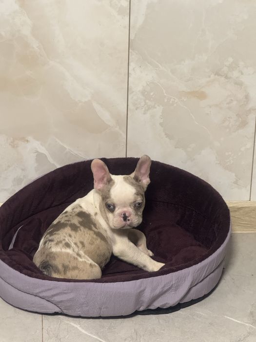 Гарнюня крихітка повністю вакцинована. Доставка