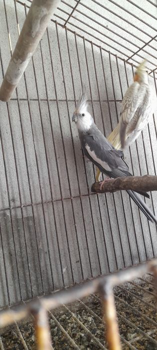 Caturras face branca