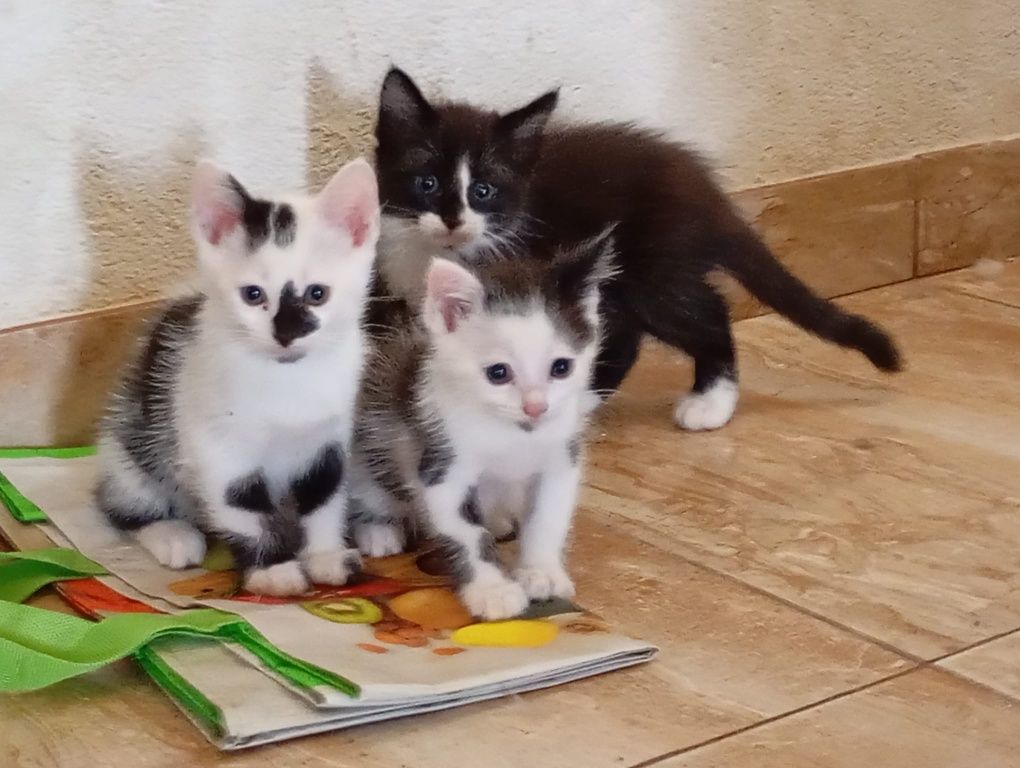 Dá-se gatinho de Santarém até Lisboa