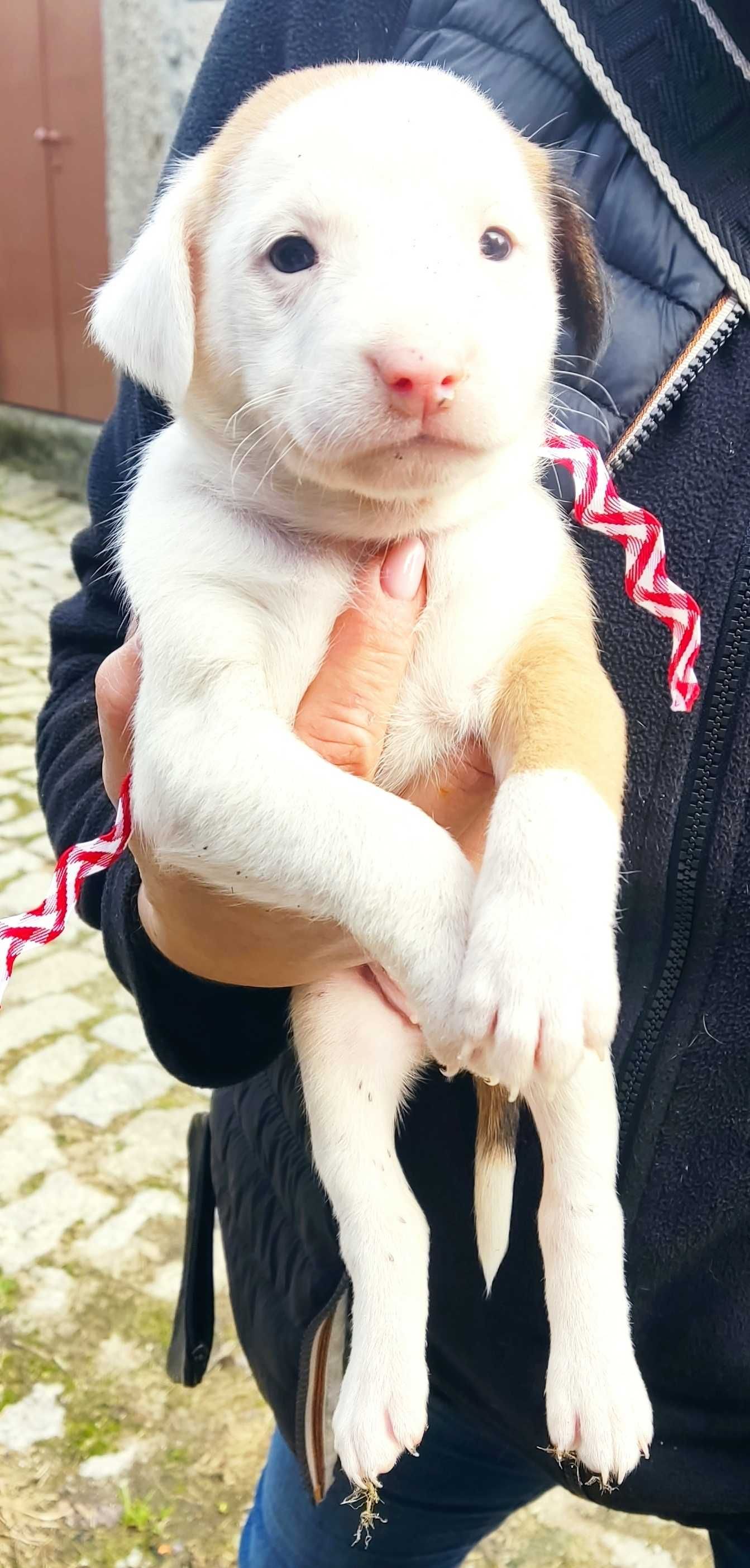 Cães de gado (resgados da rua )