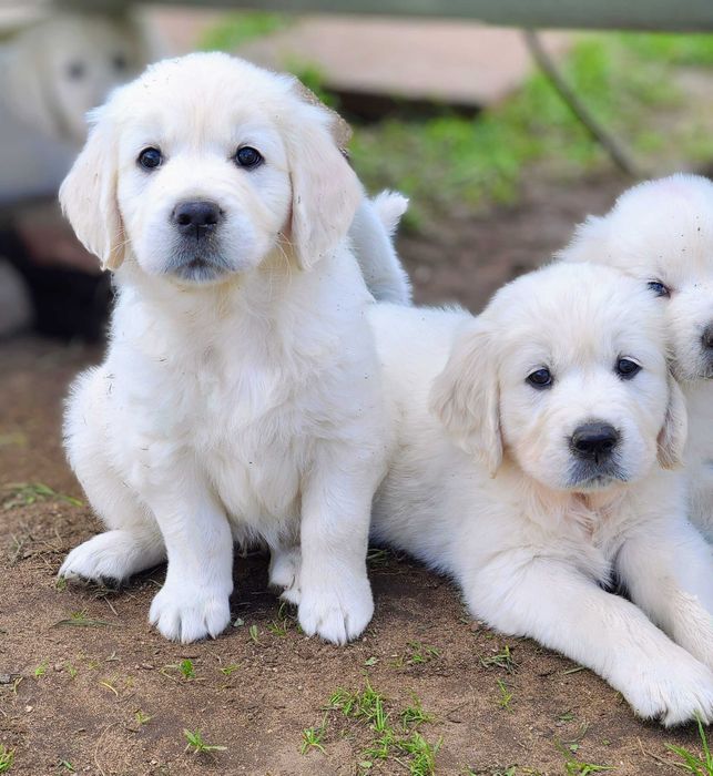 golden retriever