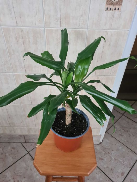 Kwiat domowy dracena