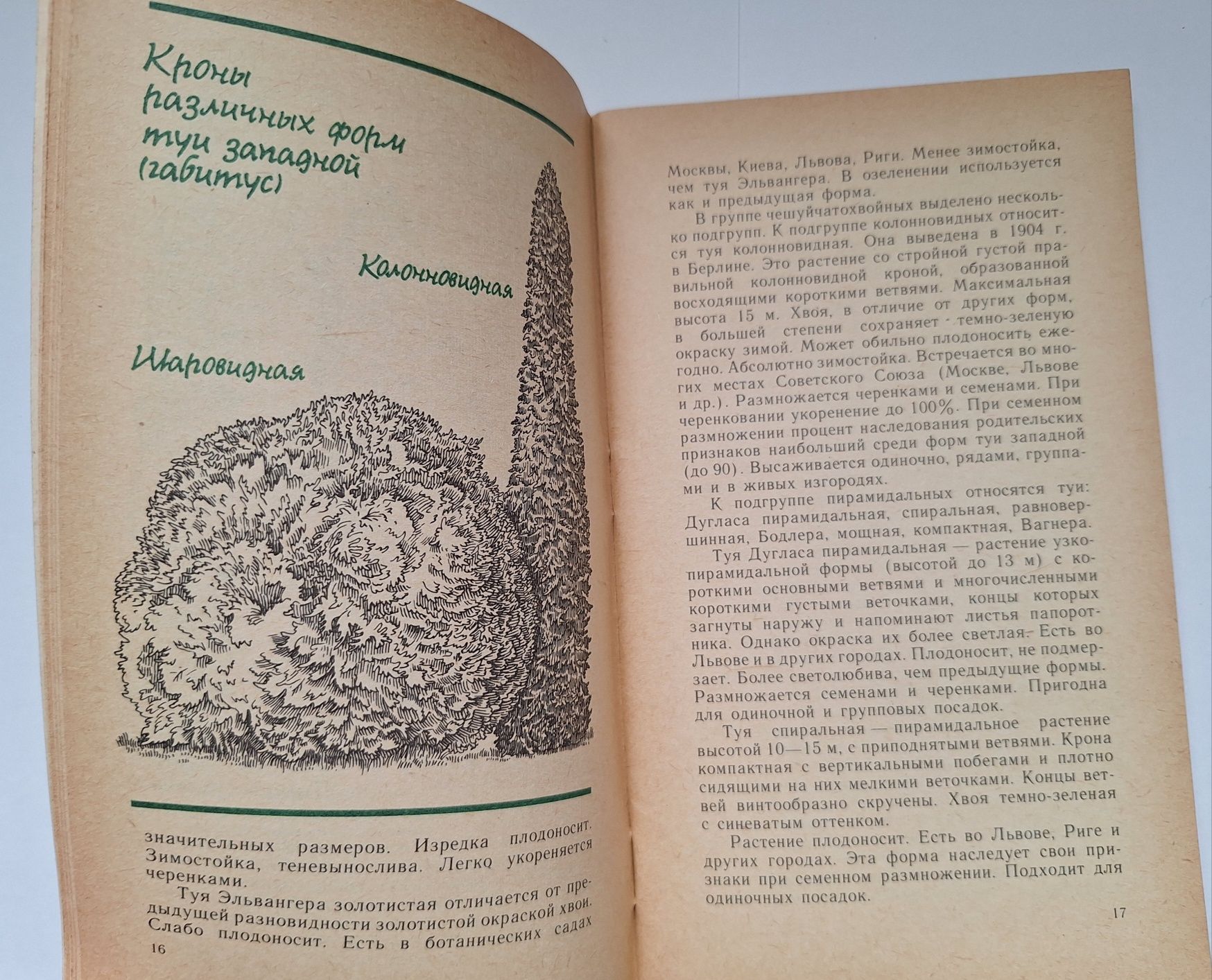 Tuja - Dekorativnyje kustarniki, Krzewy ozdobne - po rosyjsku