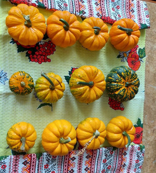 Гарбузи декоративні