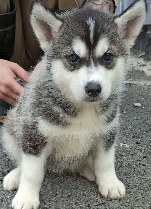 Хаскі хаскі хасотульки