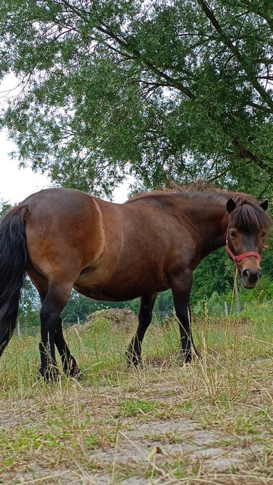 Sprzedam klaczkę kuca