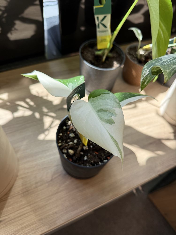 Monstera variegata big form ukorzeniona