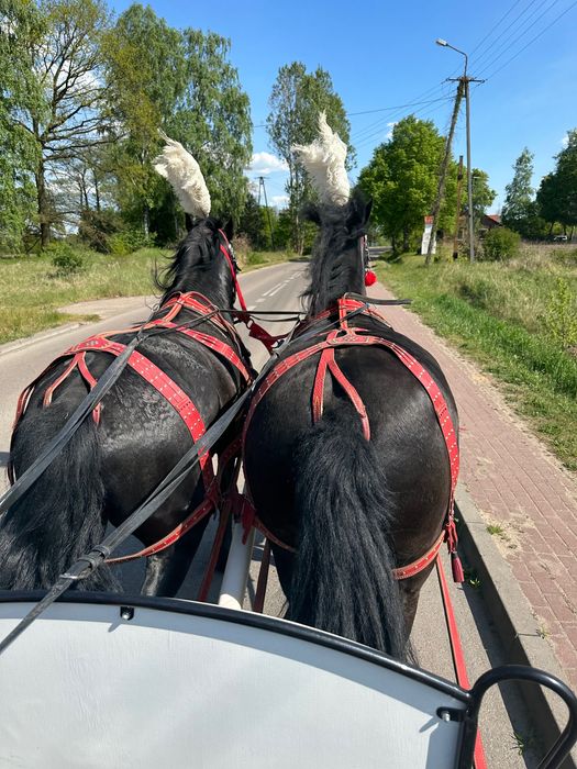 Sprzedam piękną parę Karych koni