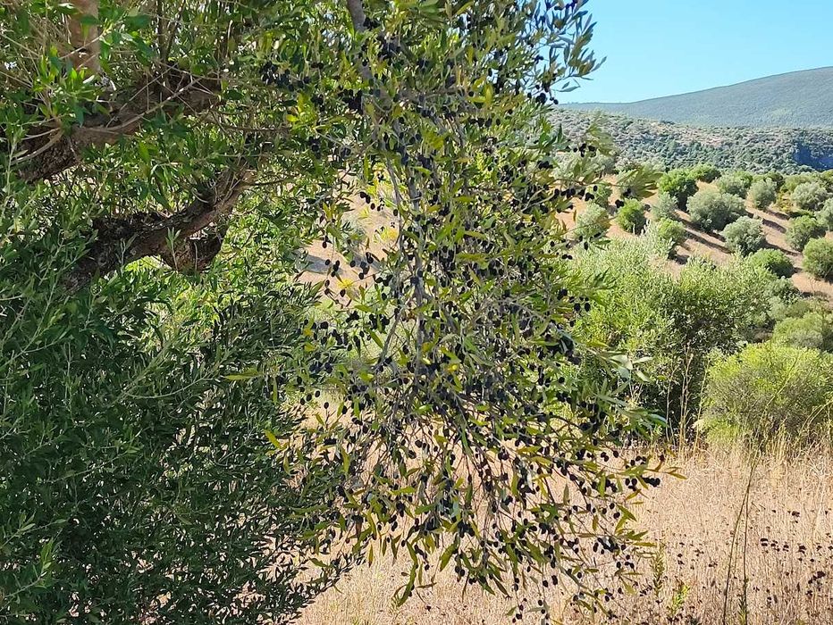 Azeite Virgem Extra Novo 100% Biologico