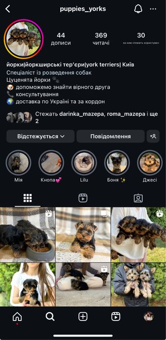 Малюки йорки стандарт та міні