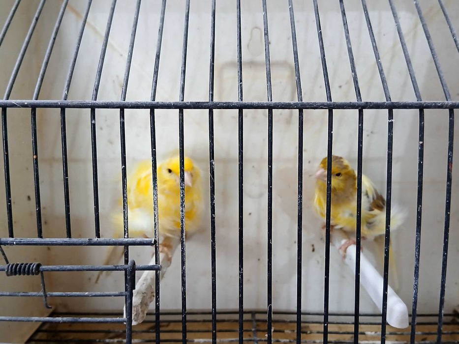 Para venda várias raças de canários