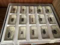 ціла коробка «насекомые и их знакомые», колекція комах у склі