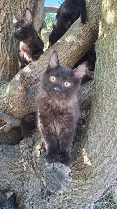 Врятовані кошенята шукають родину