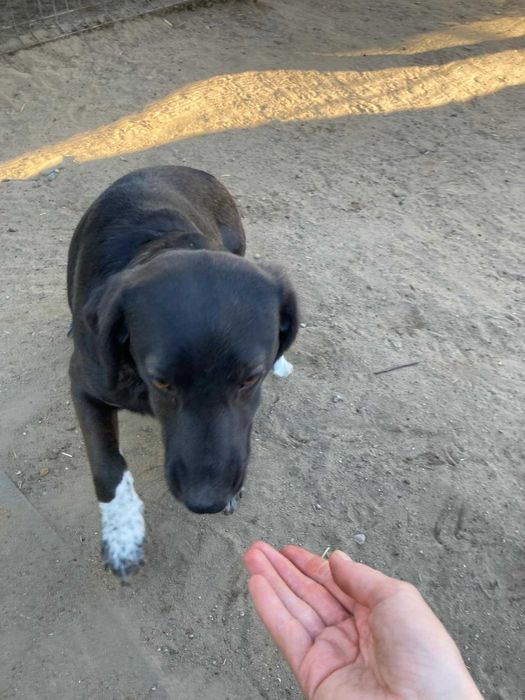 Nastka szuka domu schronisko Zgierz -aktualne