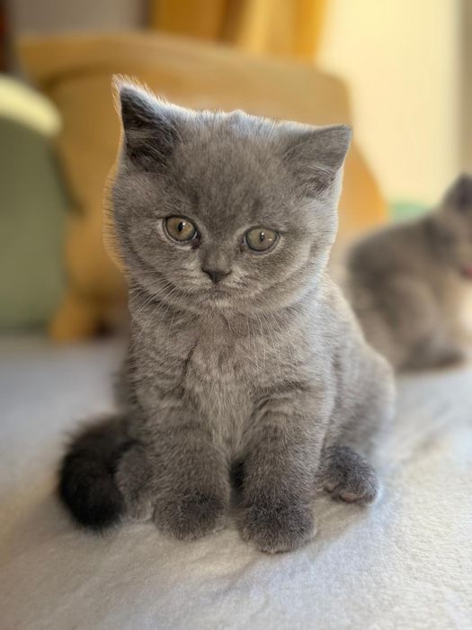 Prześliczne kocurki brytyjskie krótkowłose FPL