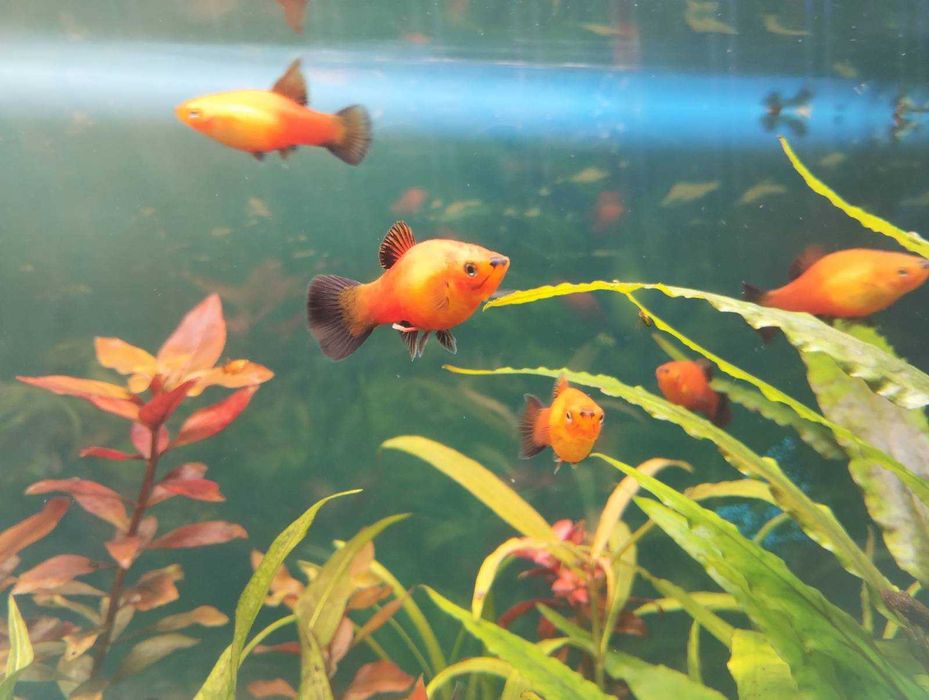 Zmienniak plamisty - Platka, Zbrojnik niebieski