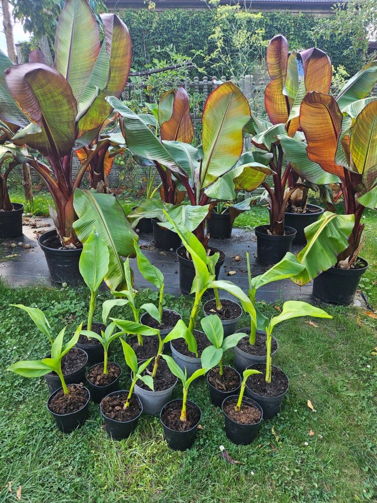 Sadzonki Bananowców Basjoo Maurelii