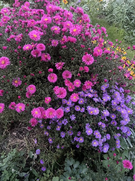 Astry jesienne Marcinki,wysokie i niskie, sadzonki od 5 zł