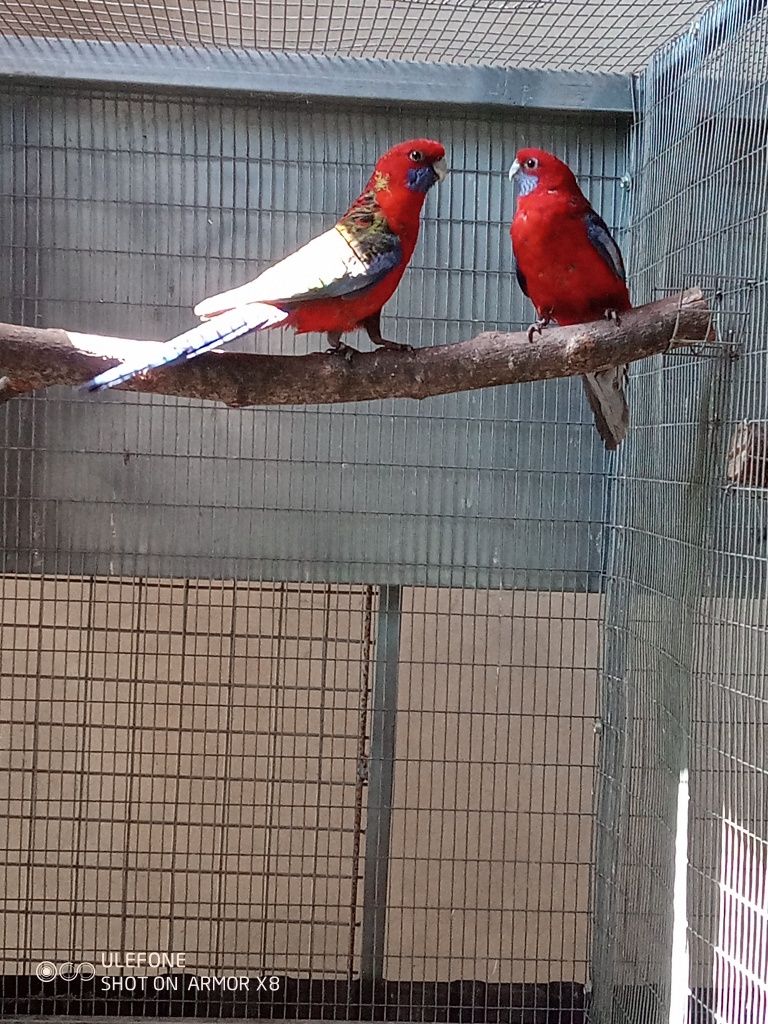 Vendo 3 casais de aves adultas.