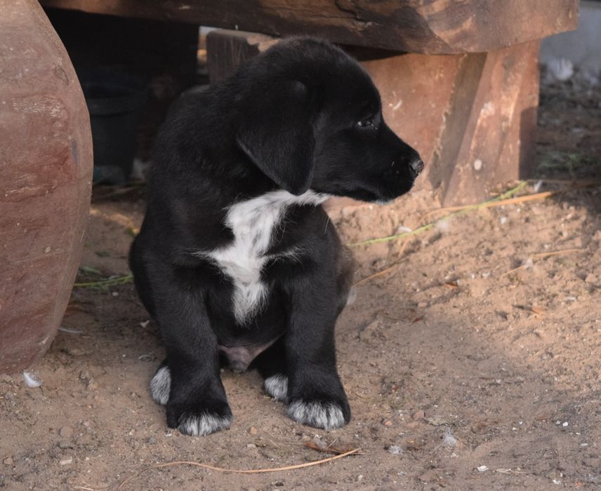 Szczeniaki w typie Labradora
