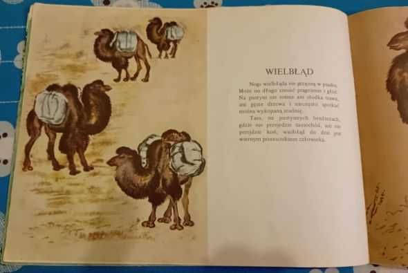 Czaruszyn Eugeniusz - Jak radzą sobie zwierzęta