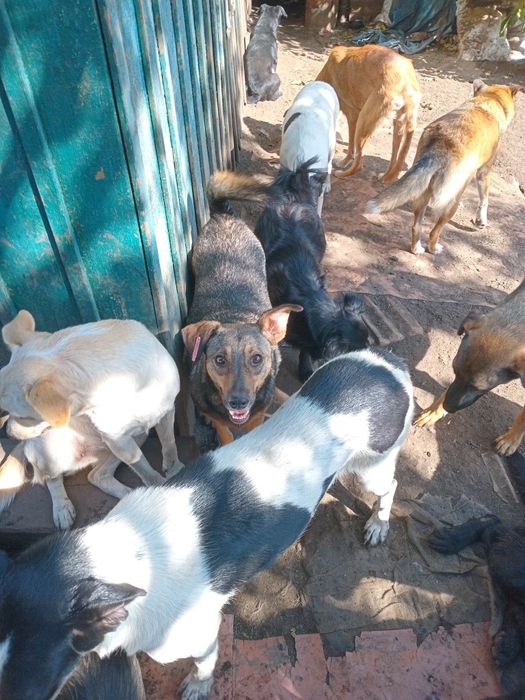 Віддам у Добрі руки, безкоштовно