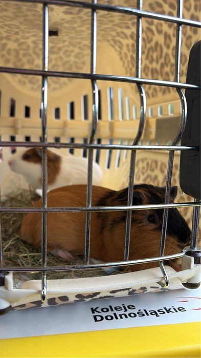 2 swinki morskie z klatką